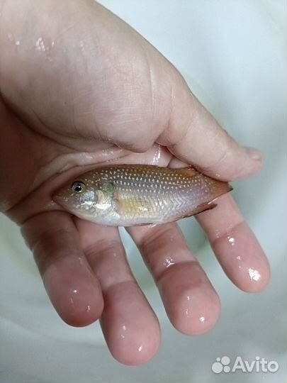 Фловер хорн