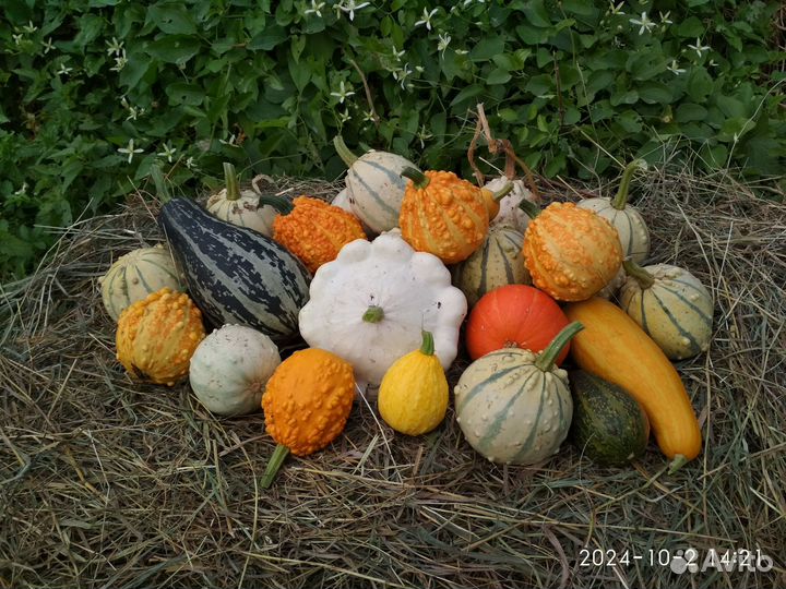 Тыква декоративная