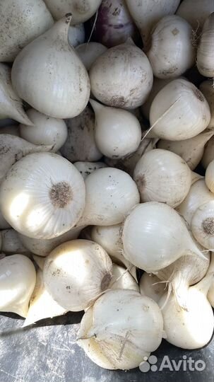 Лук суворова