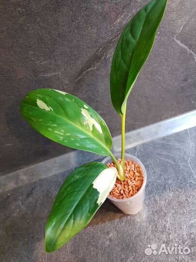 Аглаонема Phet Suphan, тайская