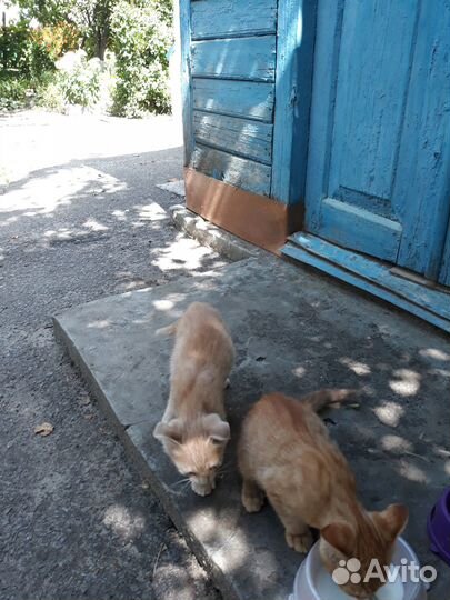 Отдам в добрые руки милых котят