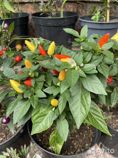 Острый перчик на подоконнике