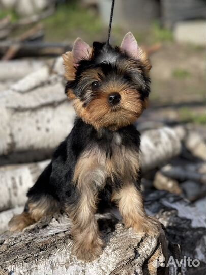 Йоркширский терьер