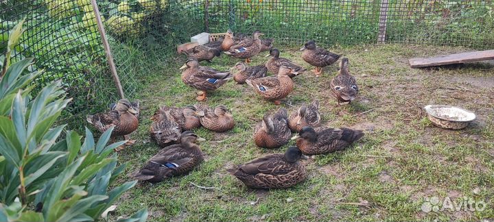 Подсадные утки