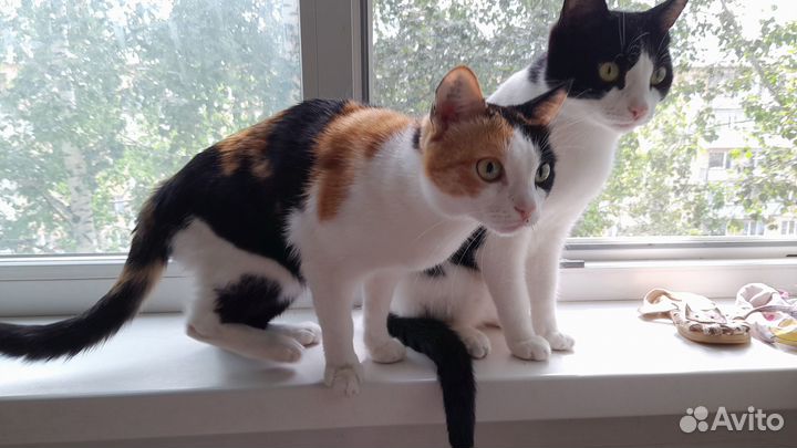 Отдам в хорошие руки бесплатно