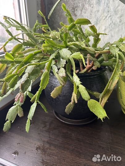 Цветок декабрист