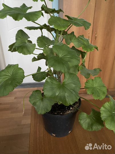 Пеларгония герань