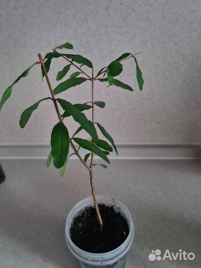 Деревце Граната декоративный