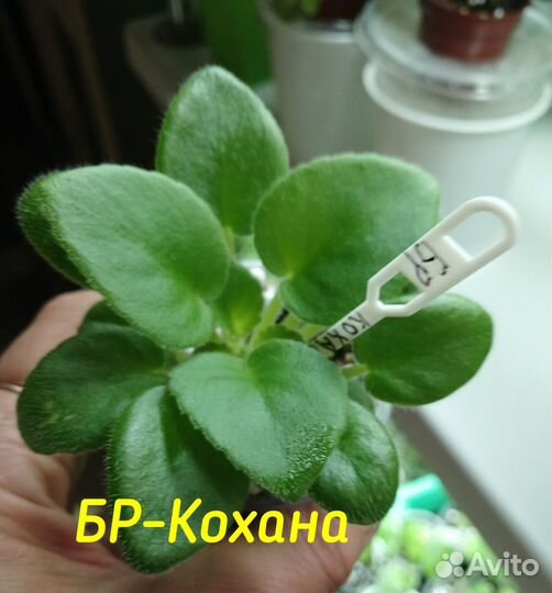 Детки сортовых фиалок