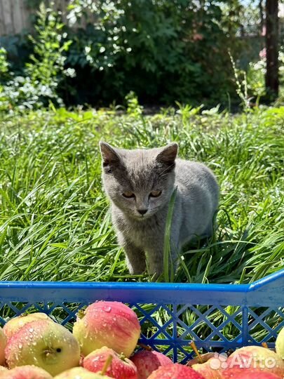 Котята ищут дом