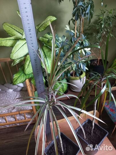 Драцена узколистная