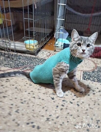 Кошечка спинальница в добрые руки