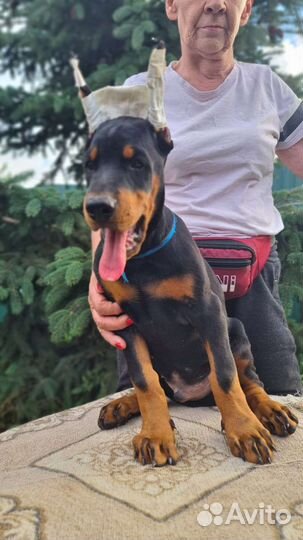 Щенки добермана с документами