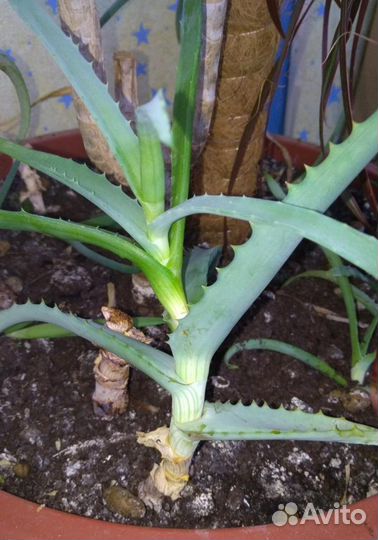 Алоэ (столетник)