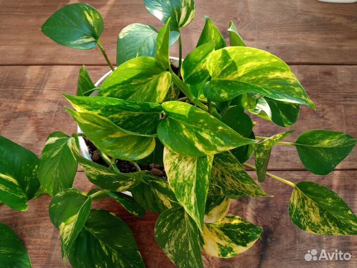 Сциндапсус эпипремнум