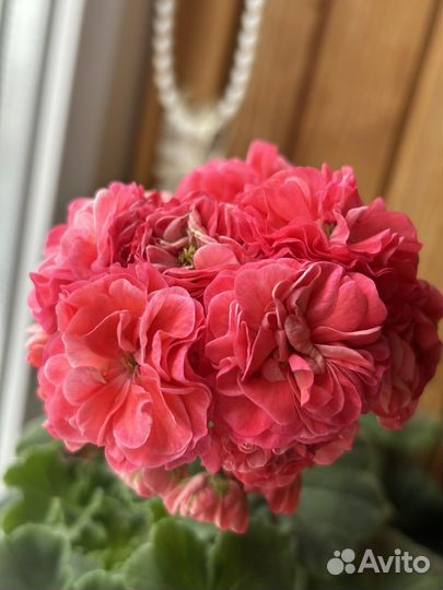 Сортоваые пеларгонии