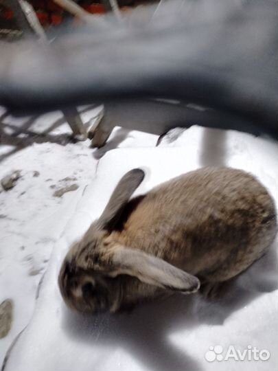 Кролик самец