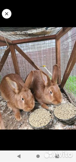 Кролики мясных пород