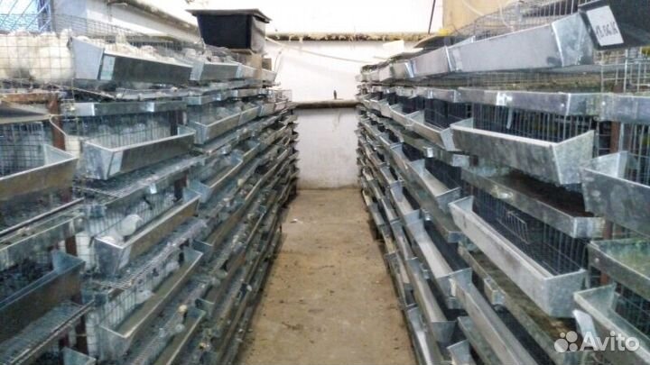 Клетка для перепелов на 120 голов