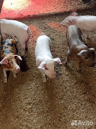 Поросята