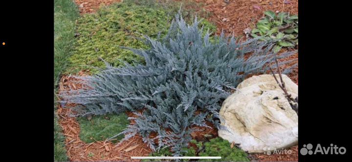 Ирис Пион можжевельник