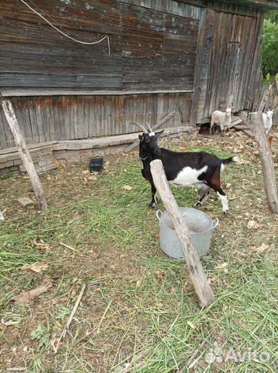 Козы дойные