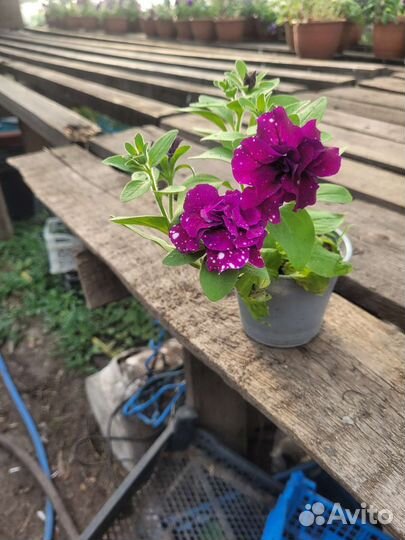 Петуния ампельная