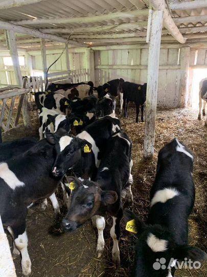 Бычки и телки крс