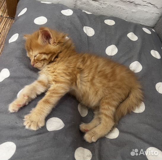 Рыжий котенок