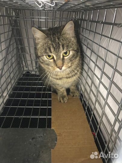 Отлов кошек