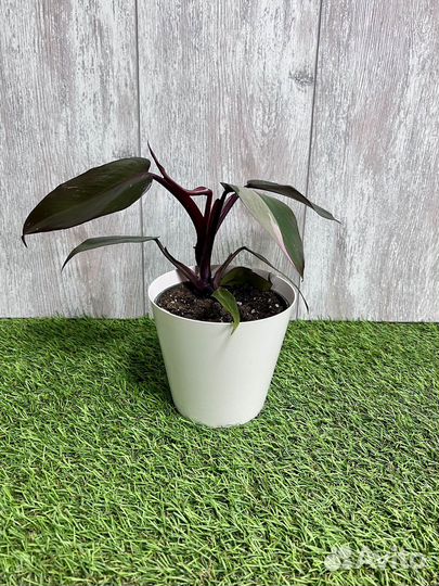 Филодендрон