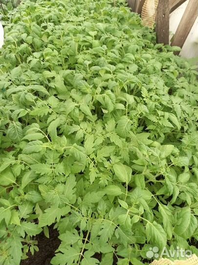 Рассада помидоров томатов