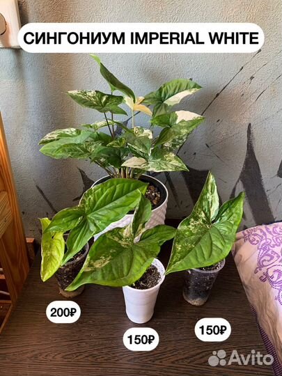 Сингониум Imperial White (Империал Вайт)