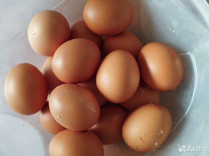 Домашние куриные яйца