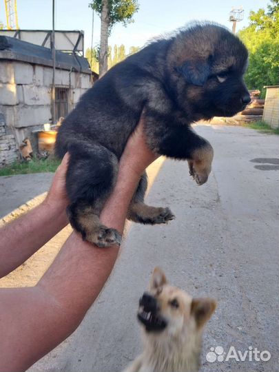 Собака в добрые руки отдам бесплатно
