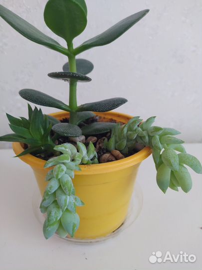 Композиции из суккулентов