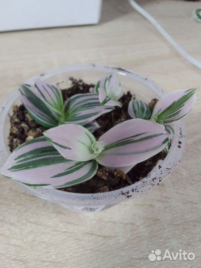 Традесканция нанук