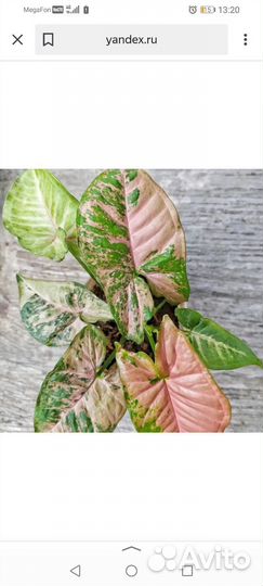 Сингониум pink flecked