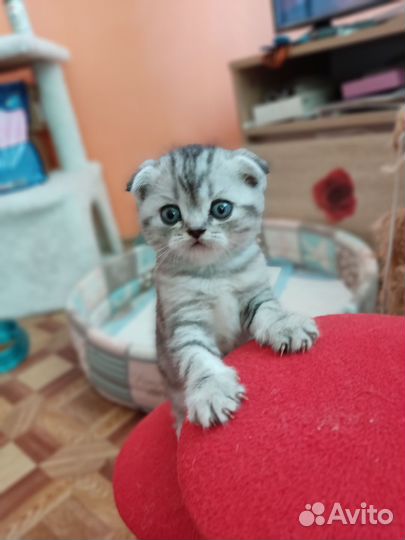 Шотландская