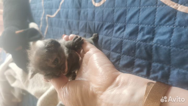 Донской сфинкс браш котята