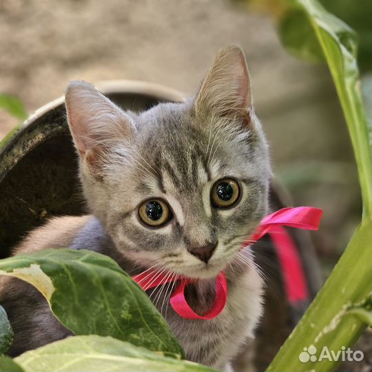Котенок в добрые руки