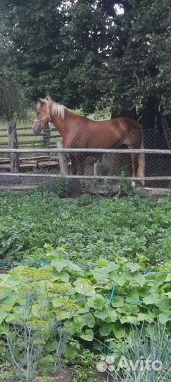 Продам лошадь