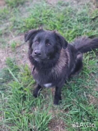 Собака, бесплатно, стерилизована