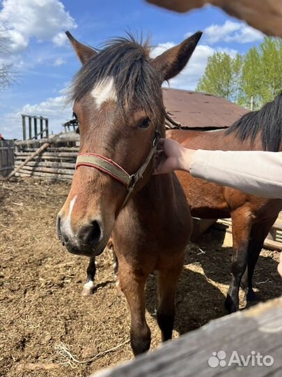 Лошадь жеребец