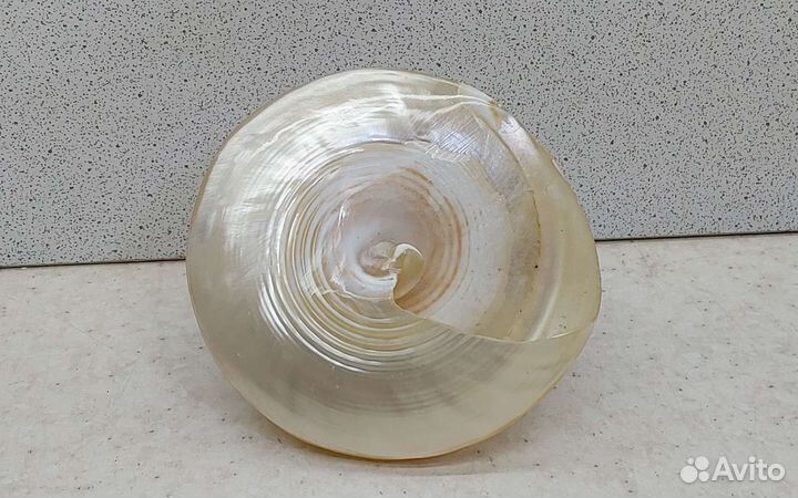 Трохус 7,2*6,6 морская ракушка раковина