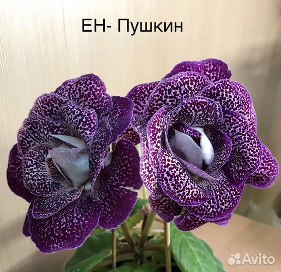 Глоксинии сортовые