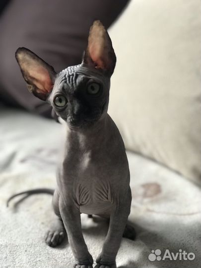 Канадский сфинкс