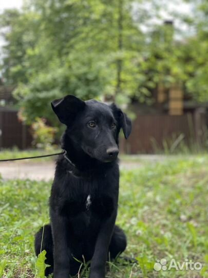 Щенок девочка