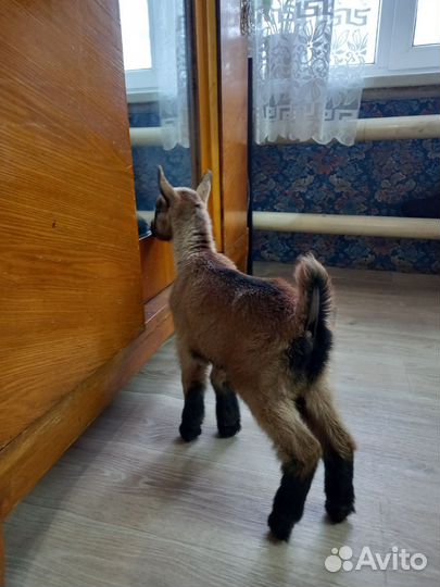 Чешские козы, козлята