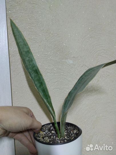 Сансевьерия